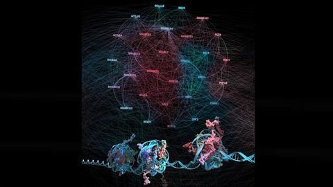 BAFfling Cancer Strategies: New Targets for Chromatin Remodeling Mutations ID'd