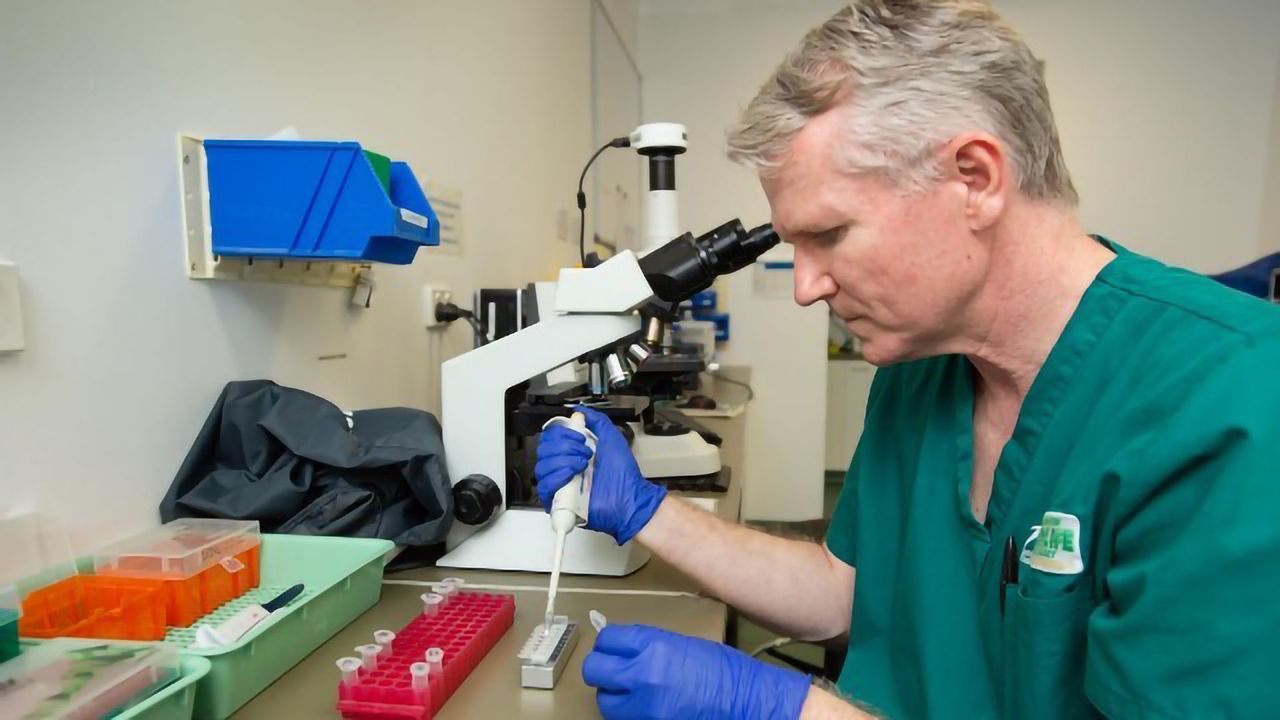 New Rapid DNA Test to Diagnose Chlamydia Infection in Koalas
