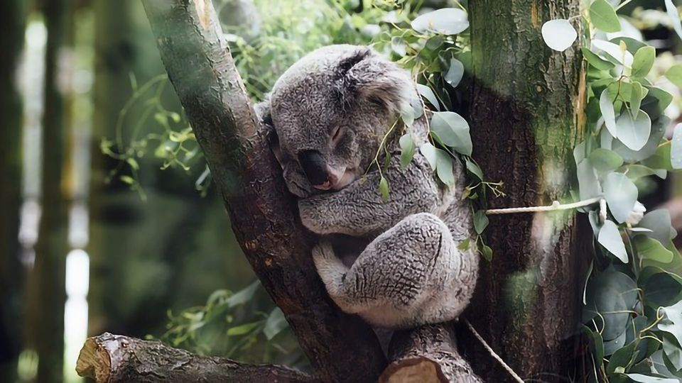 Saving Koalas With Poo Transplants content piece image