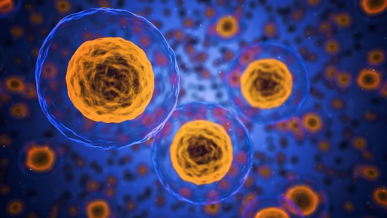 New Clues on Stem Cell Transplant Rejection Revealed