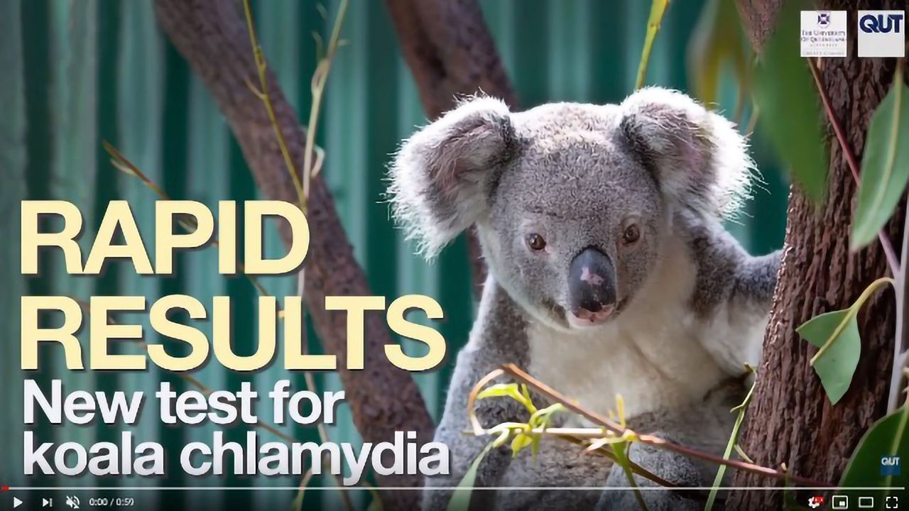 New DNA Test to Diagnose Chlamydia Infection in Koalas