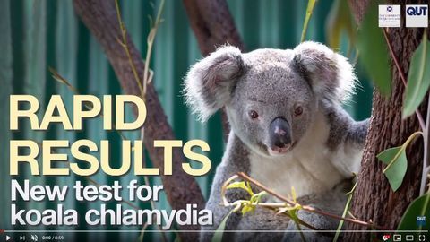 New DNA Test to Diagnose Chlamydia Infection in Koalas