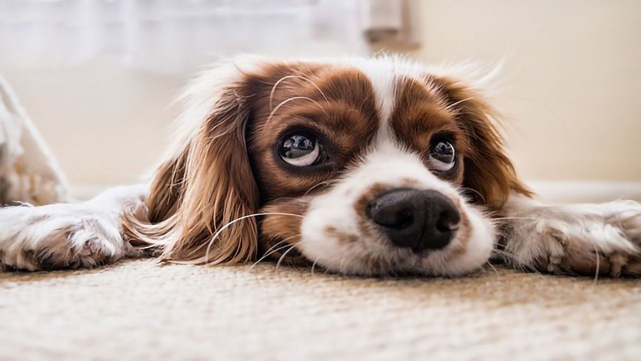 The First Precision Medicine Clinical Trial for Dogs With Lung Cancer