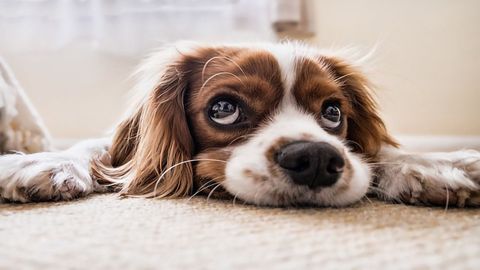 The First Precision Medicine Clinical Trial for Dogs With Lung Cancer