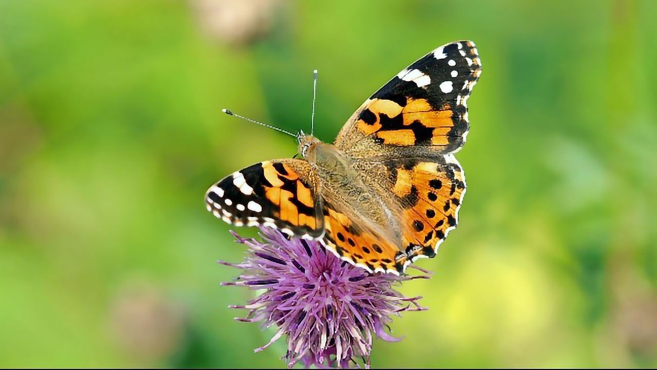 Pluripotency: 'Butterfly Effect' Discovered