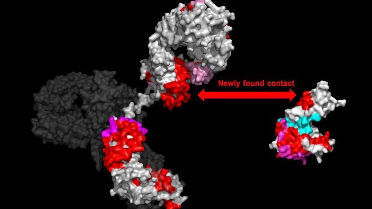 Fab Secrets of Antibody Binding Revealed