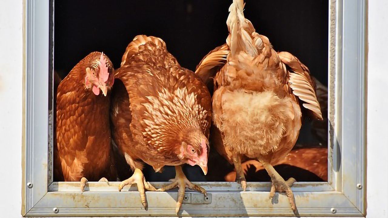 Poultry Disease Control Aided by Viral Genome Analysis