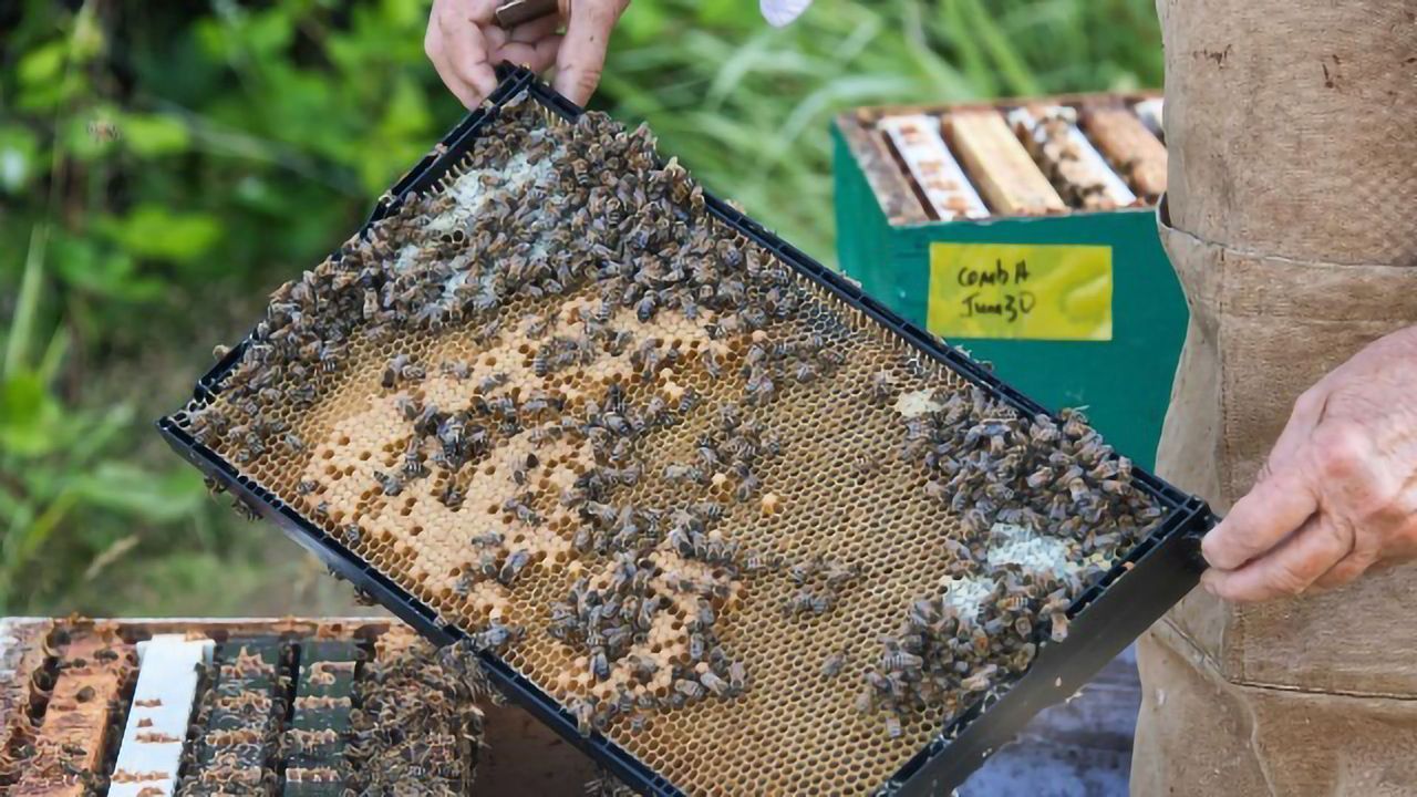Industrial Metals Tracked in the Environment by Analyzing Honey and Salmon