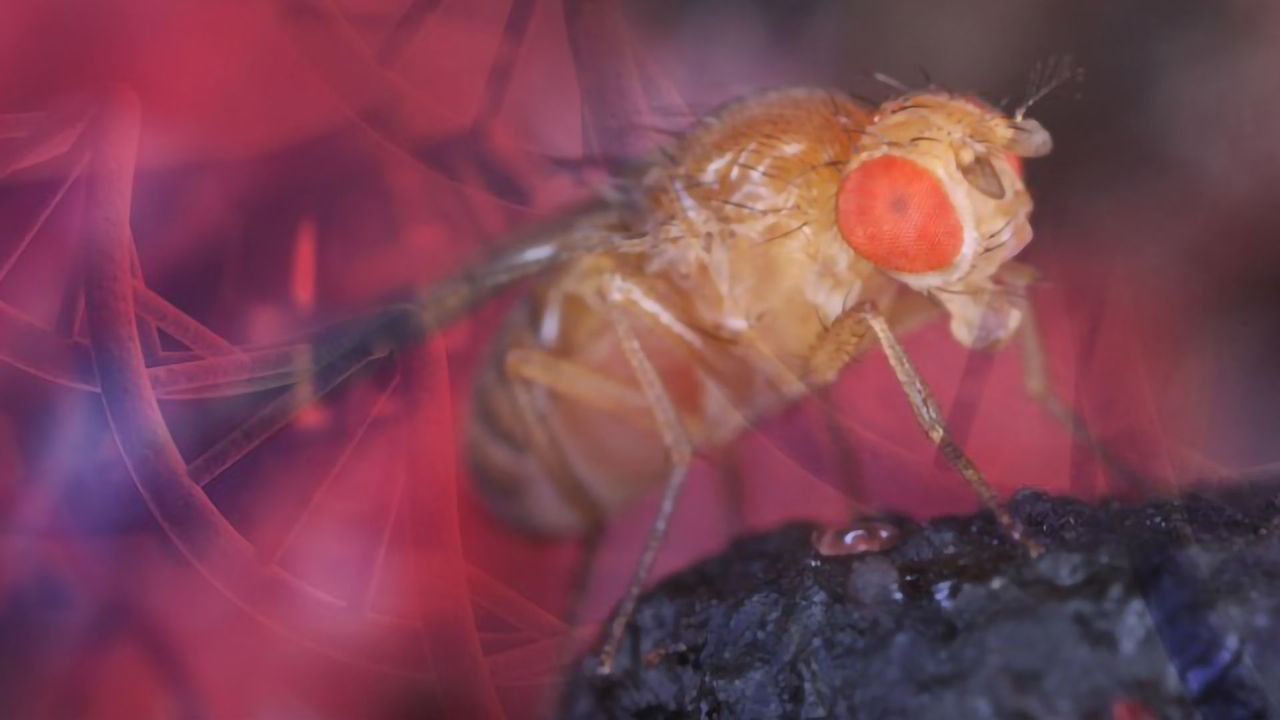 High Performance Drosophila ChIP Kits