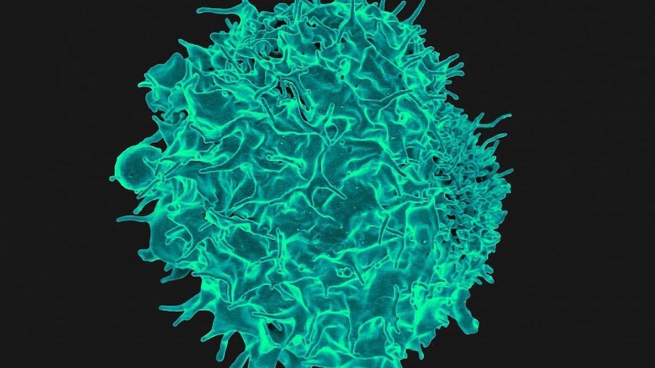 Even When Food Is Scarce, the Immune System Protects Us