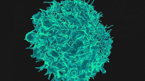 Even When Food Is Scarce, the Immune System Protects Us