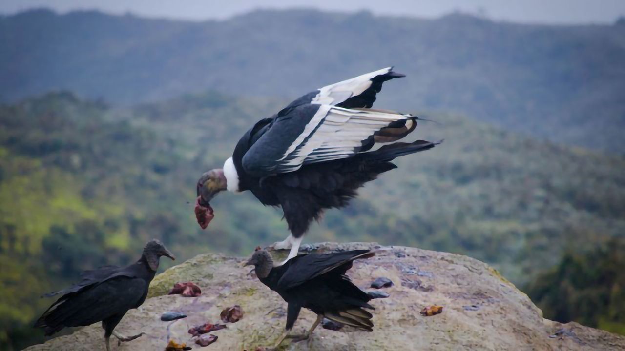 Why Animals Eat What They Eat