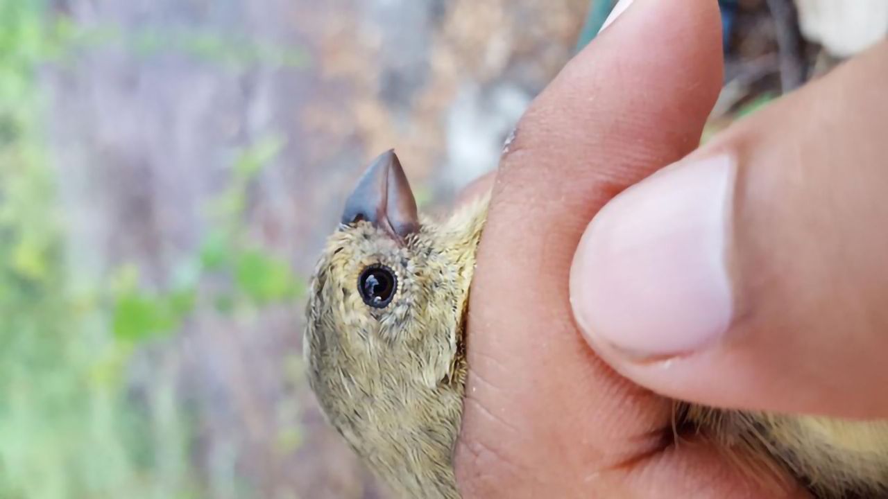 Even Genetic Diversity Couldn’t Save Darwin’s Finches