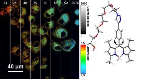 Nano-Thermometer Takes Temperature Inside Cells