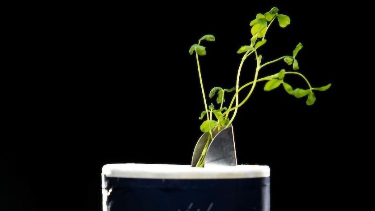 Bacteria Help Crops Grow in Salt-damaged Soil