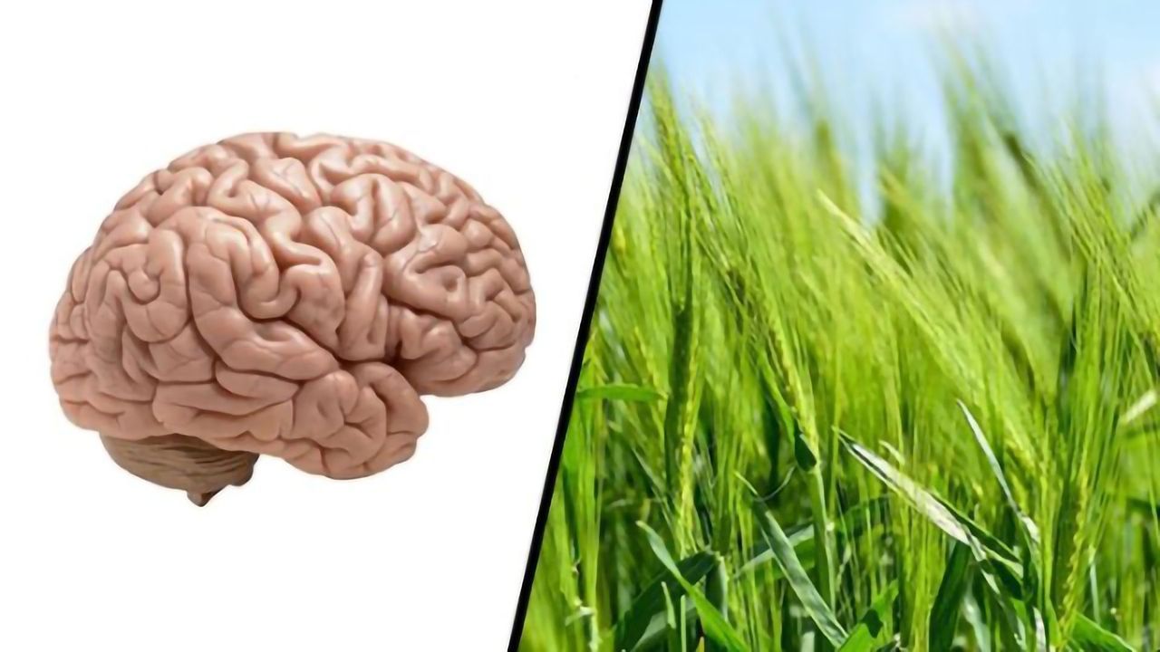 Cell Suicide Could Hold Key for Brain Health and Food Security
