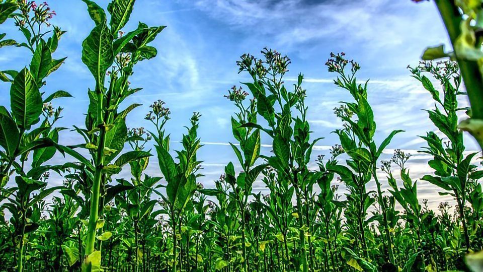 Low-nicotine Gene-edited Tobacco Could Combat Nicotine Addiction — But Not in Europe content piece image