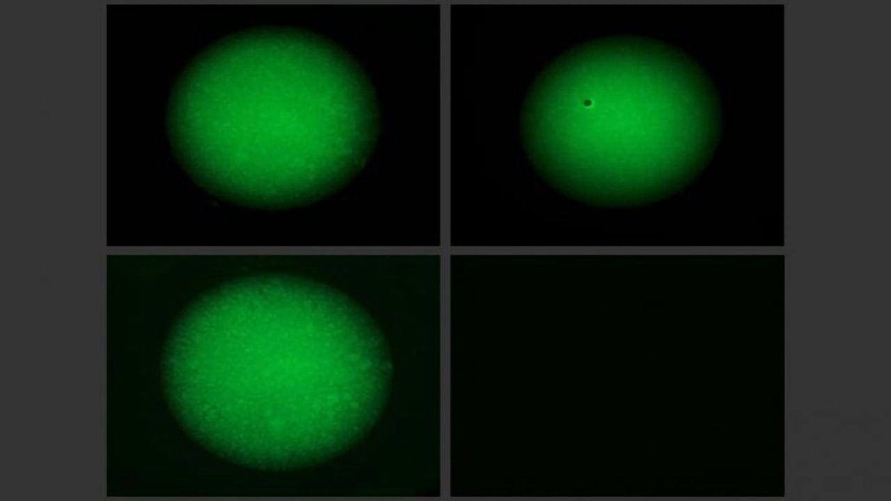 Ketone Bodies Help Maintain a Large Pool of Adult Intestinal Stem Cells