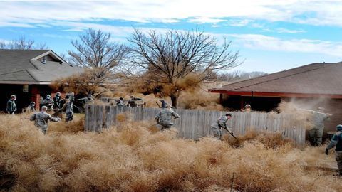 Monster Tumbleweed Is Here to Stay