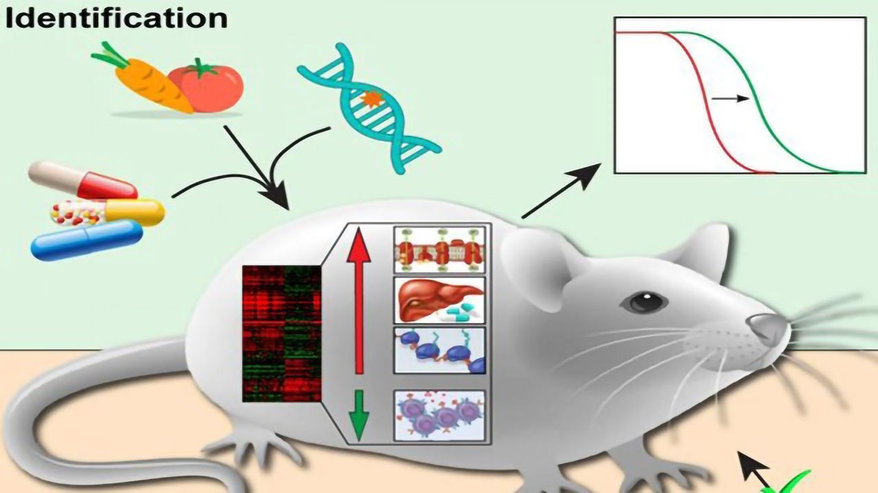 Biomarkers of Longevity Discovered