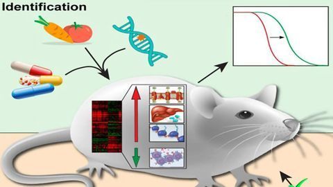 Biomarkers of Longevity Discovered