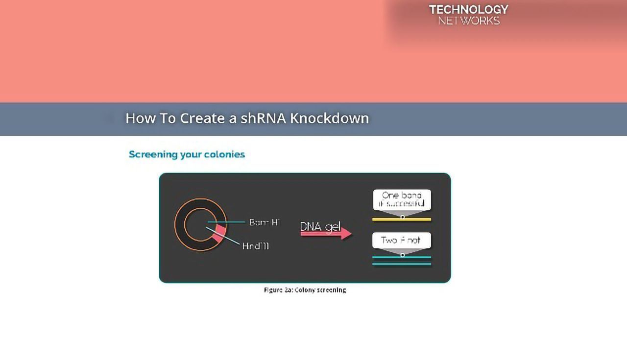 How To Create a shRNA Knockdown