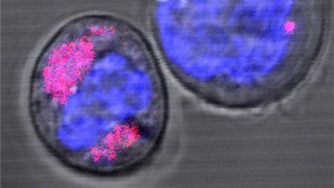 Biological Risk Potential of Nanoparticles Studied