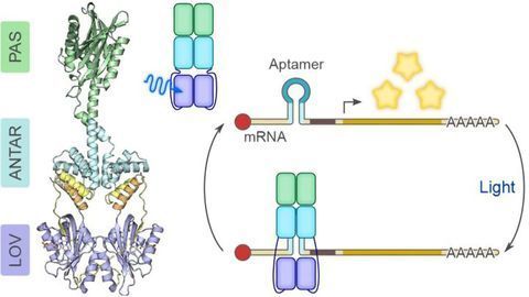 Regulating RNA With Light