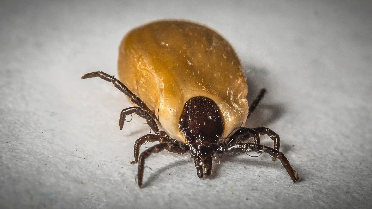 An Innovative Diagnostic for Lyme Disease