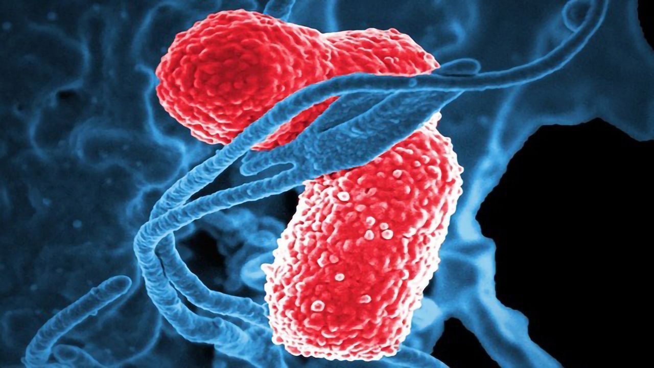 Vaccine Against Deadly Superbug Klebsiella Shows Promise in Mice