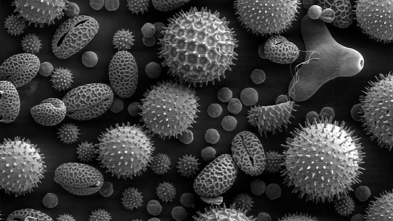 Cleaning Pollutants From Water With Pollen and Spores — Without the "Achoo!"