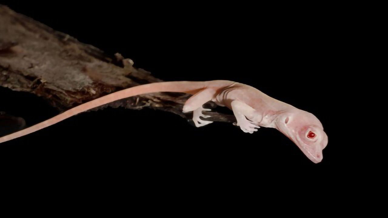 Albino Lizards Are the World’s First Gene-edited Reptiles