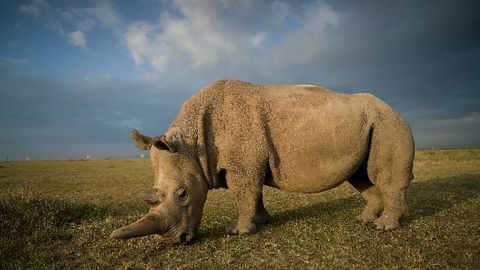 Northern White Rhino Oocytes Successfully Harvested and Fertilized