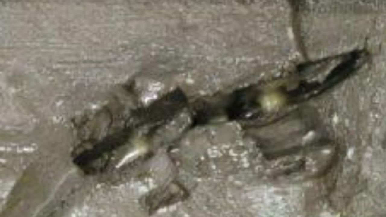 What Lurks at the Bottom of the Sea?