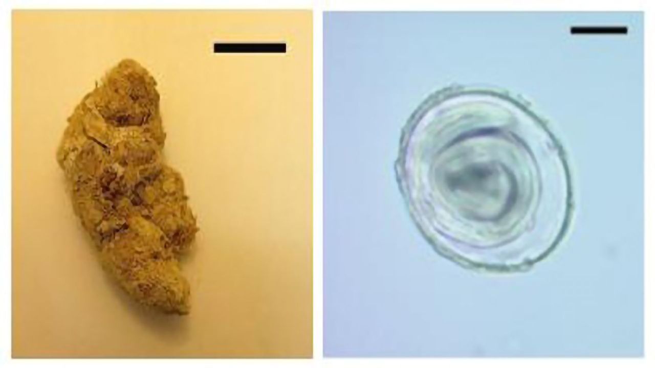 The Oldest Parasite DNA Ever Recorded Has Been Found in Prehistoric Puma Poo