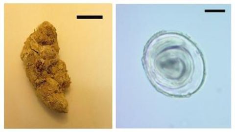 The Oldest Parasite DNA Ever Recorded Has Been Found in Prehistoric Puma Poo