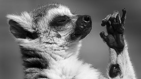 Love at First Whiff for Lemurs
