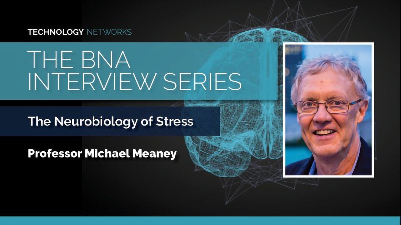 BNA Interview Series: The Neurobiology of Stress With Professor Michael Meaney