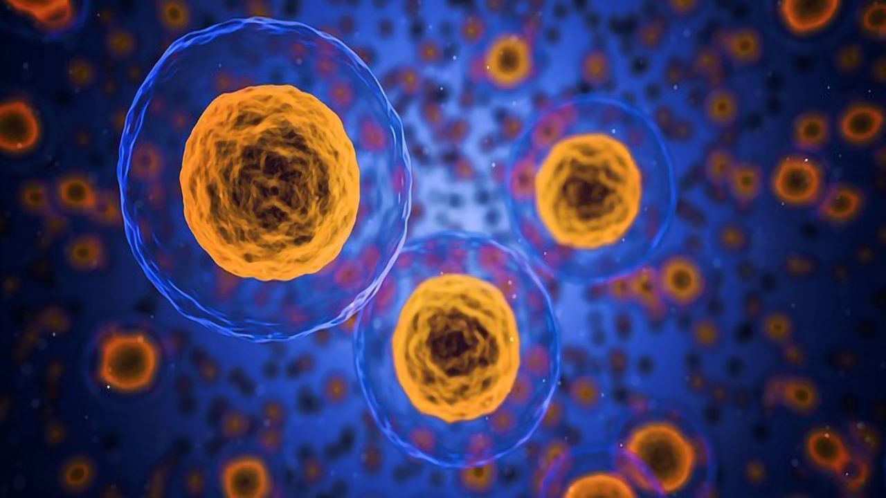 Unlocking the Secrets of the Hox Genes
