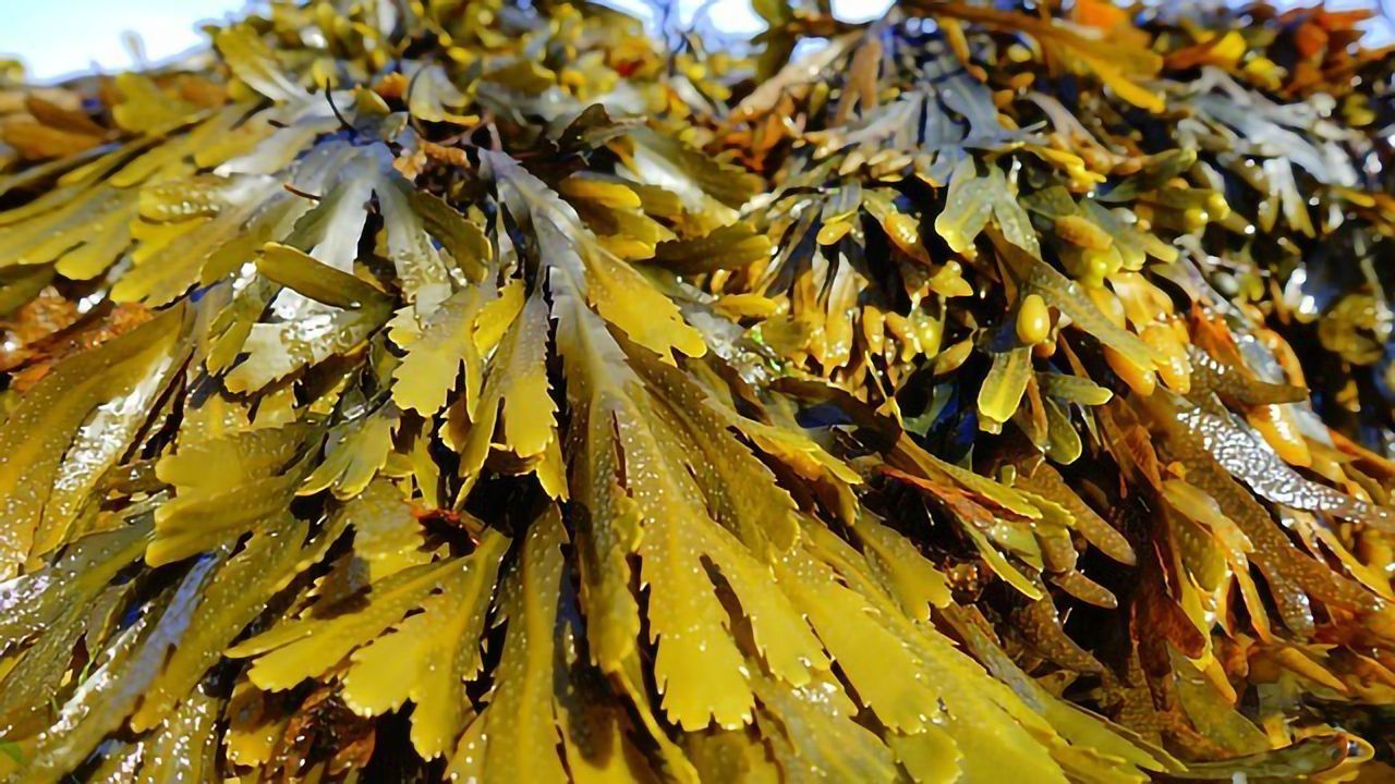 Seaweed Farming Could Help To Mitigate Climate Change