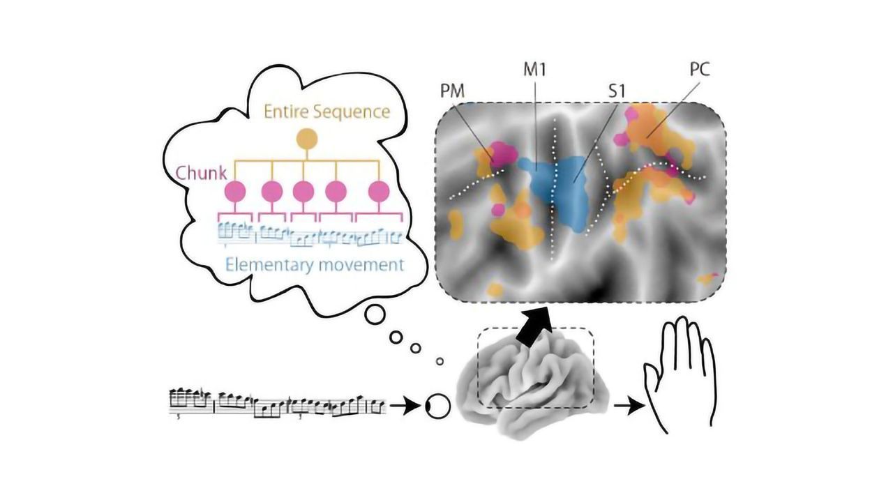 How the Brain Keeps Finger Movements Fast