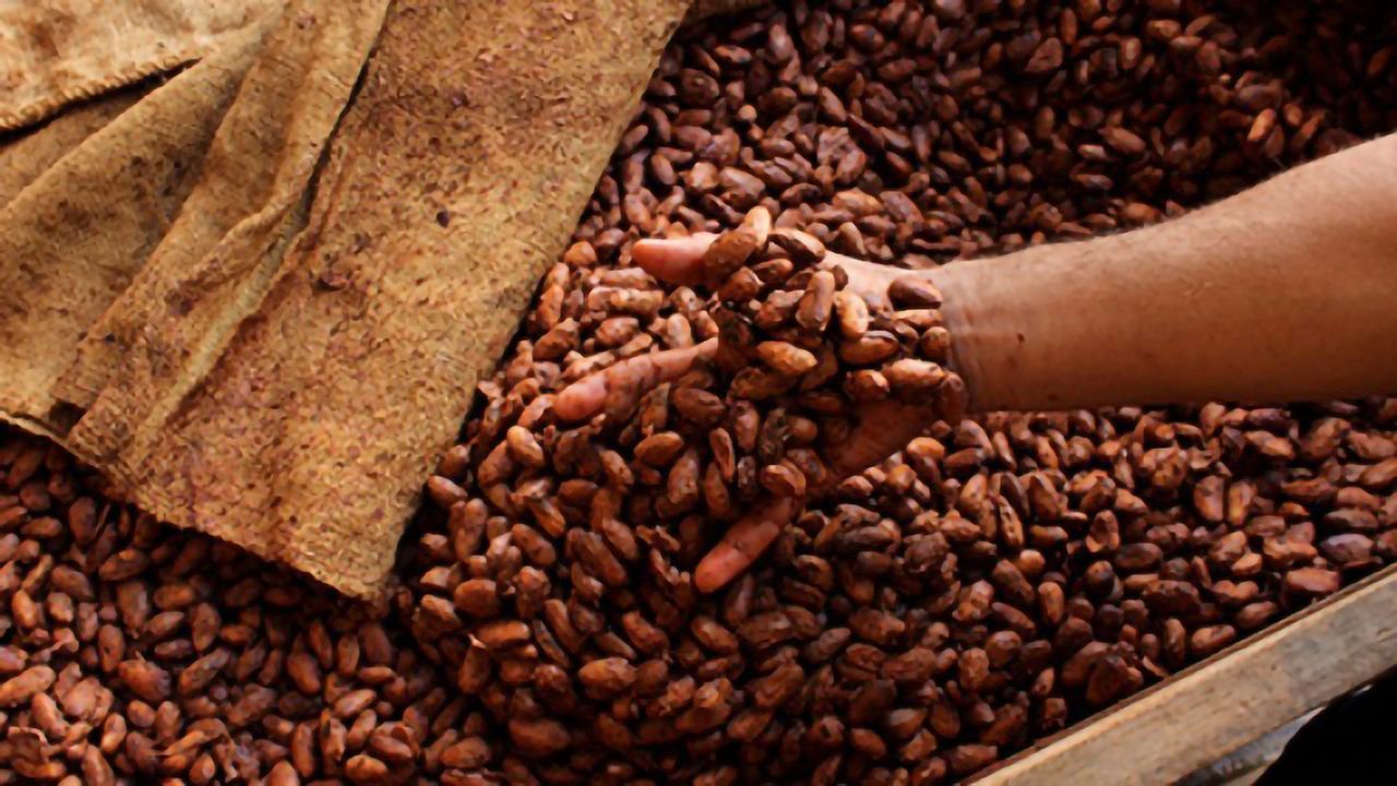 Fermentation Releases Chocolate's Flavor Potential