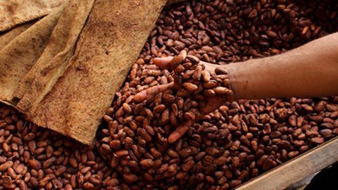 Fermentation Releases Chocolate's Flavor Potential