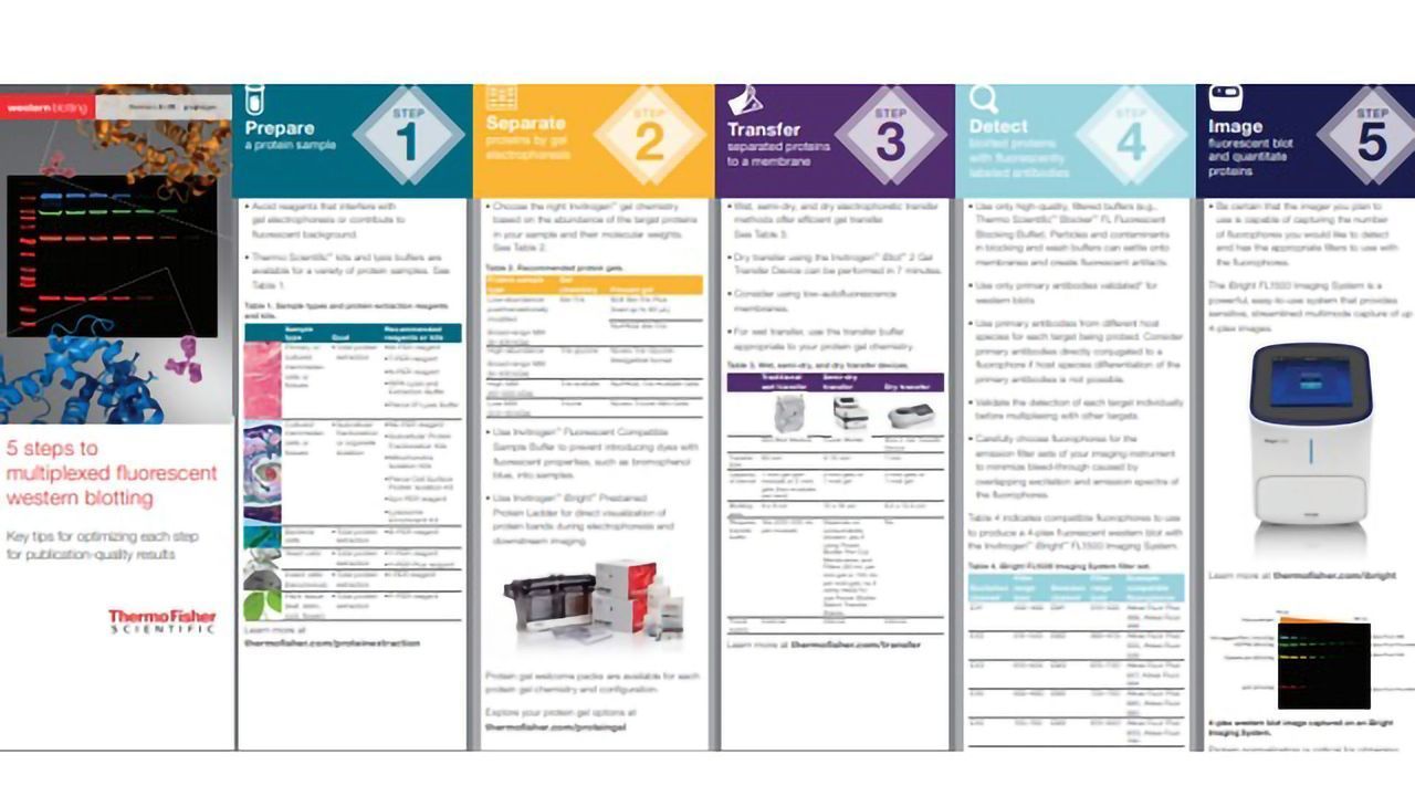 5 Steps to Multiplexed Fluorescent Western Blotting