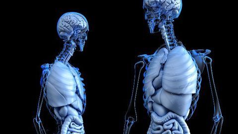 Bioprinting Organs – A Future Alternative to Organ Donation?