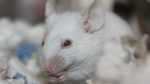 Gene Therapy Reduces Obesity and Reverses Metabolic Disease in Mice