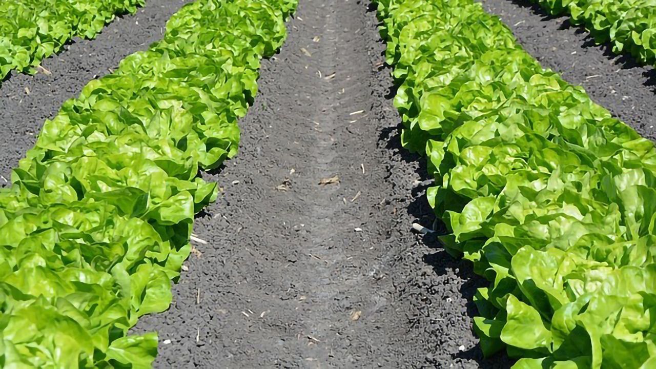 What Is Science Telling Us About Soil Testing and Treatment?