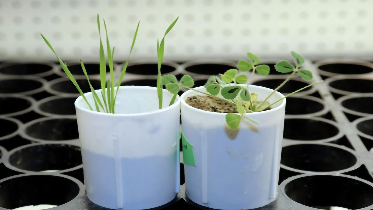 Plant Gene Discovery May Help Reduce Fertilizer Pollution in Waterways