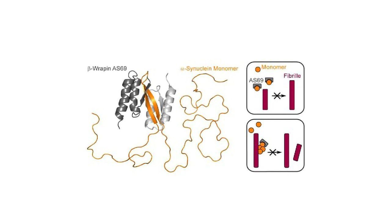 Binding Protein Prevents Parkinson's Fibril Formation