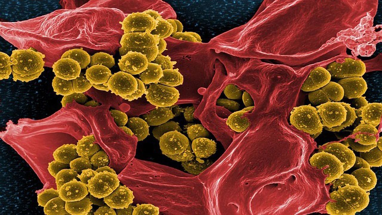 Creating a Catalogue of Human Digestive Tract Bacteria